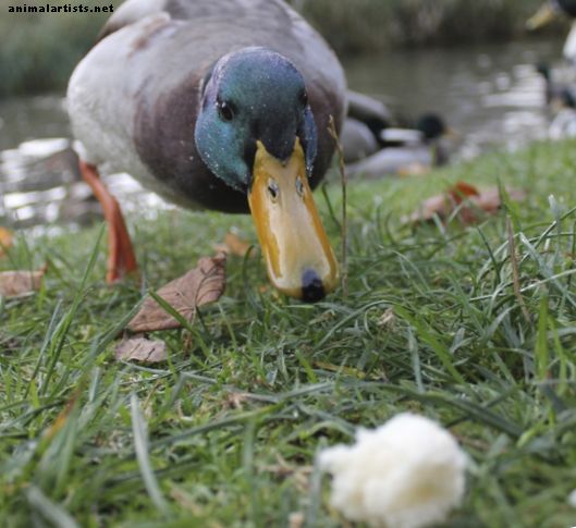10 najboljih prirodnih grickalica i poslastica za patke