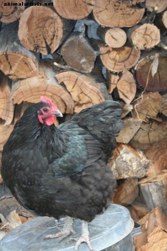 Come ospitare i polli nel tuo cortile
