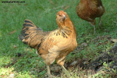 Las mejores razas urbanas de gallinas que ponen huevos en el patio trasero urbano