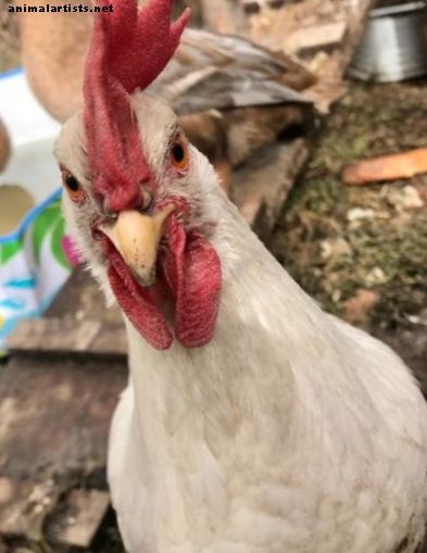 Los pros y los contras de dejar que los pollos vaguen libremente - Animales de granja como mascotas