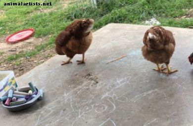 Pro e contro di possedere polli in periferia - Animali da fattoria come animali domestici