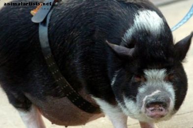 Varför potbellied svin gör underbara husdjur