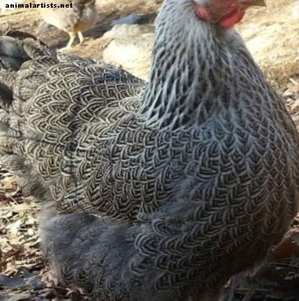Doce razas de pollo completamente extrañas - Animales de granja como mascotas