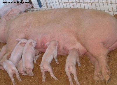 Tipos de corrales: cerdos desde el parto hasta el acabado