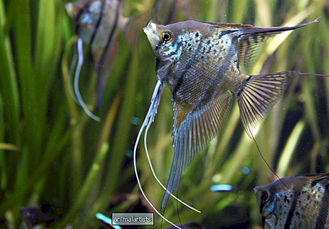 KALA & AKVARIOIT - 25 parasta Angelfish Tank Mates -kaveria yhteisön akvaarioon