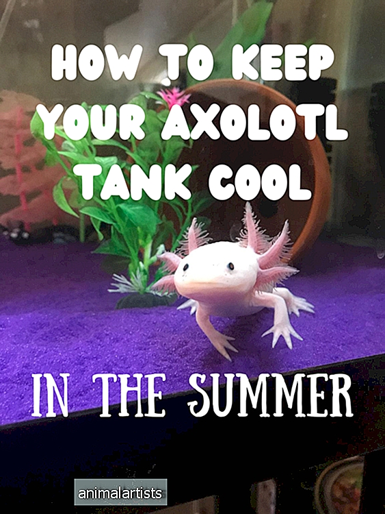 5 maneras de mantener fresco un tanque Axolotl en el verano (sin un enfriador de acuario)