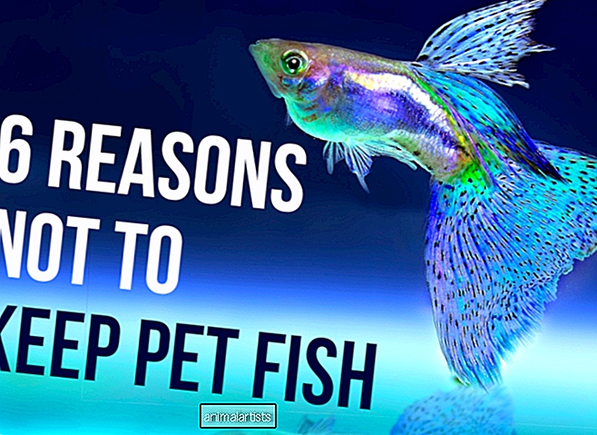 6 syytä olla pitämättä lemmikkikalaa