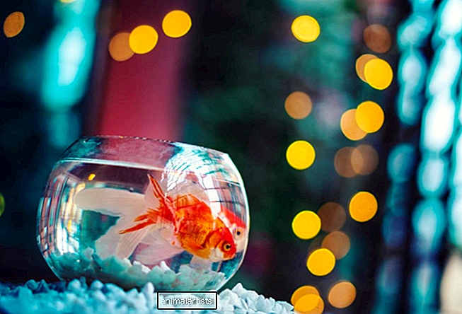 7 obľúbených rýb, ktorým by sa väčšina majiteľov akvárií mala vyhnúť