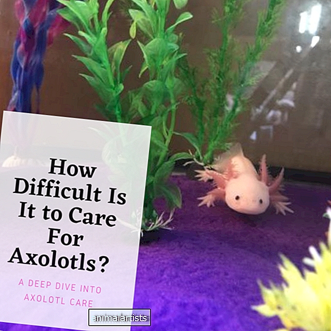 Hvor vanskelig er det å ta vare på Axolotls? - FISK OG AKVARIER
