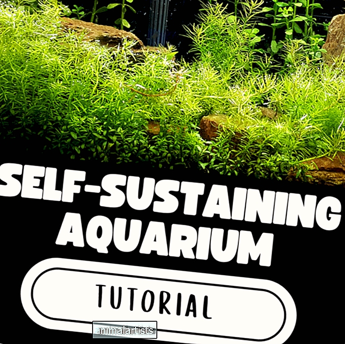 Cum să construiți un acvariu auto-susținut (ghid pas cu pas)