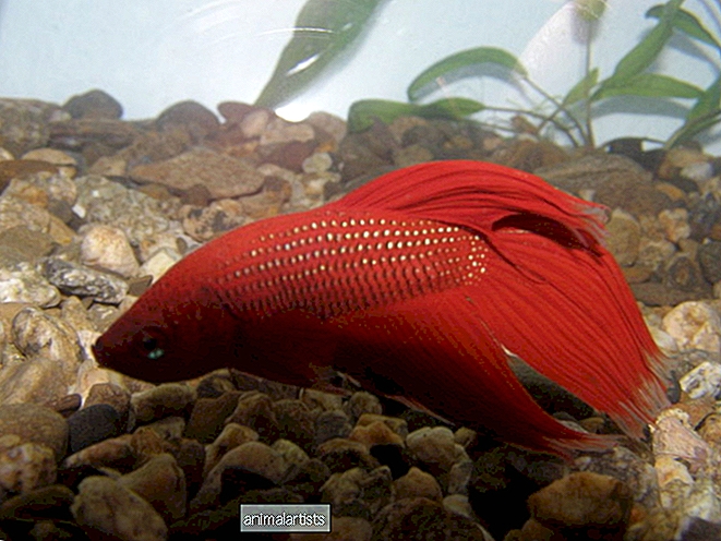 أفضل 10 حقائق عن سمكة البيتا ونصائح للمبتدئين - الأسماك والأحياء المائية