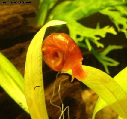 Hoe ongedierte slakken in een aquarium te bestrijden - Vissen en aquaria