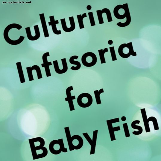 Kā pagatavot infuzoriju mazuļiem - Zivis un akvāriji