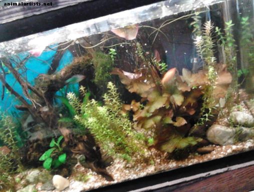 Peixes e aquários - Como plantar um Tiger Lotus (Nyphaea Zenkeri) em um aquário