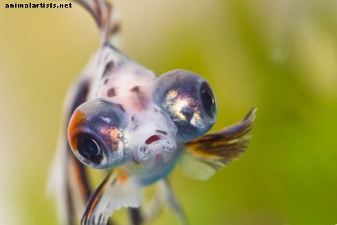 Zivju intelekts: galvenā akmeņu aiz jūsu akvārija stikla