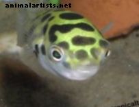Kalad ja akvaariumid - Roheline täpiline kala
