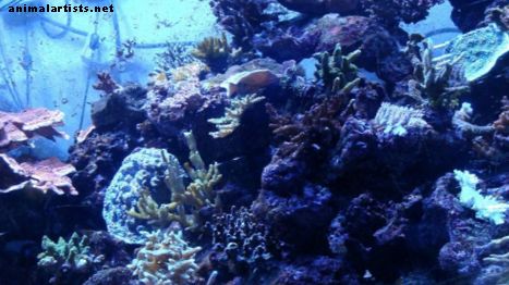 Hal és akváriumok - Hogyan állítsuk be a sósvízi akváriumot