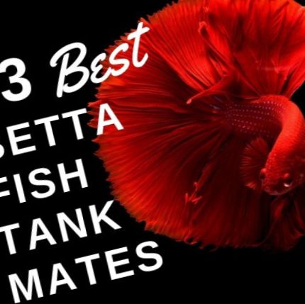 13 безопасни и съвместими съчетания с резервоари за риба от Betta