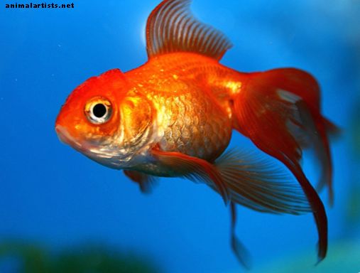 Kuinka hoitaa kultakala - Kalat ja akvaariot