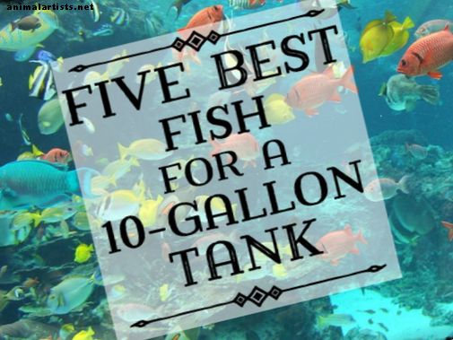 Najboljše ribe za namestitev rezervoarja z 10-litrskimi rezervoarji - Ribe in akvariji