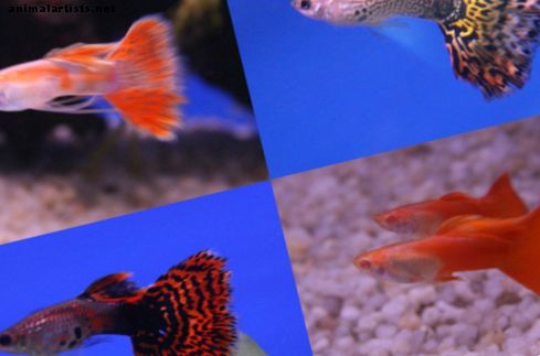 Pește și acvarii - Creșterea peștilor din acvariu: cum să amenajezi un rezervor pentru reproducerea