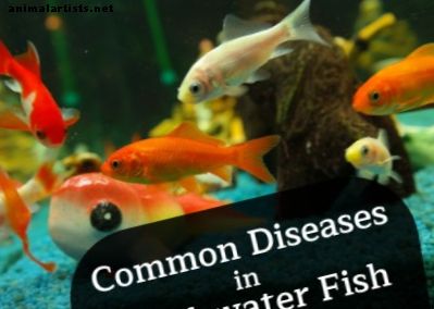 Slik gjenkjenner vanlige sykdommer hos ferskvannsfisk: Ich og mer - Fisk og akvarier