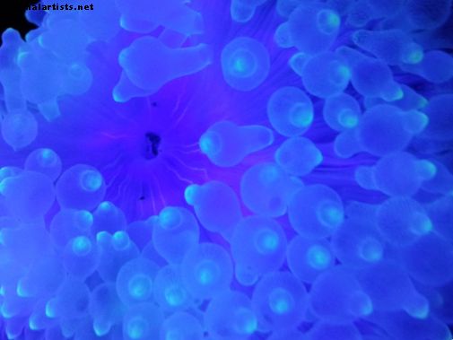 Bubble Tip Anemone: En enkel pleieveiledning for saltvannsakvarier