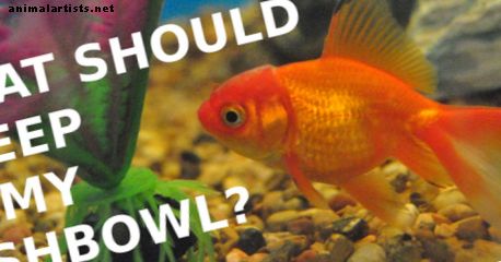 Bir Fishbowl'da Saklanacak En İyi Balık Nedir?