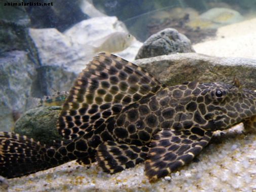 10 أنواع من سمك السلور لحوض السمك في المياه العذبة