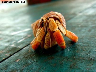 Guide des types de crabes ermites: espèces de crabes ermites terrestres