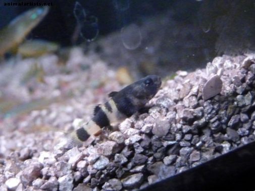 Ribe in akvariji - Nega sladkovodnega čmrlja Goby