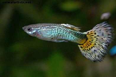 10 parasta trooppista kalaa aloittelijoille - Kalat ja akvaariot