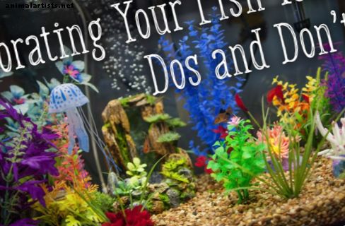 Πώς να διακοσμήσετε τη δεξαμενή ψαριών σας: Dos και Don'ts - Ψάρια & Ενυδρεία