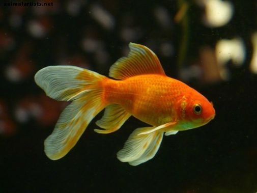Ryby a akvária - Najlepšie vodné rastliny pre zlatú rybku