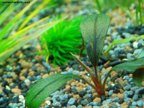 Ribe i akvariji - Kako se brinuti za žive biljke u vašem akvariju