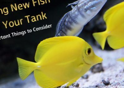 Kaj je treba upoštevati pred nakupom novih akvarijskih rib