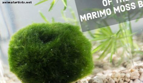 मरिमो मॉस बॉल के 13 फायदे - मछली और एक्वैरियम