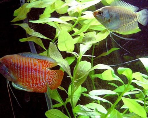 I 10 motivi principali per cui i pesci tropicali muoiono in un acquario
