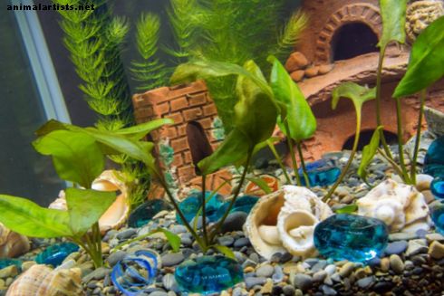 Jednostavne i najbolje biljke za akvarij