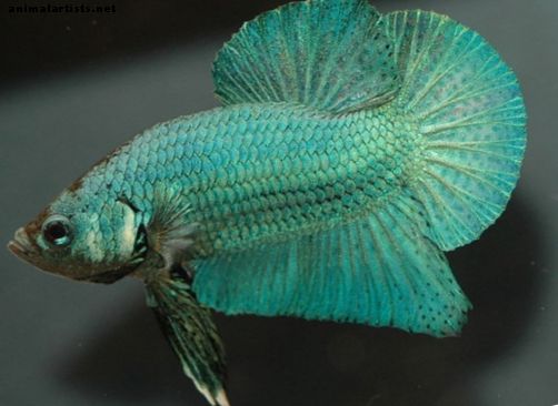 8 Datos fascinantes sobre el pez luchador siamés (pez Betta)