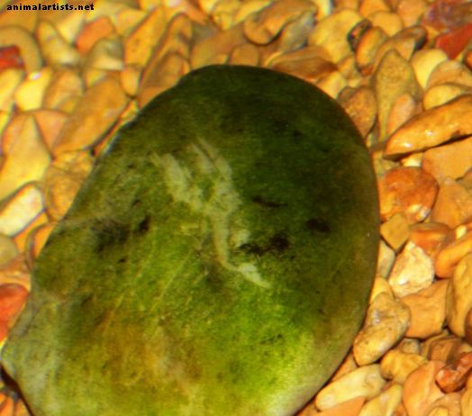 Aquariumalgenbestrijding: hoe zich te ontdoen van algen in een aquarium - Vissen en aquaria