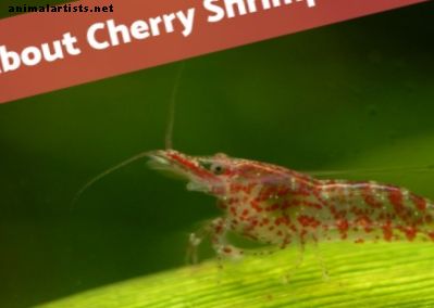 Mantener el camarón rojo cereza de agua dulce como mascotas