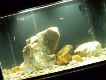 Kamnine v akvarijih: Vodnik za ribe
