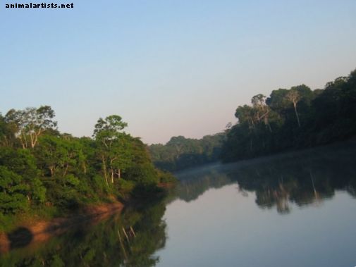 Cum să creezi un acvariu cu temă naturală pe râu Amazon