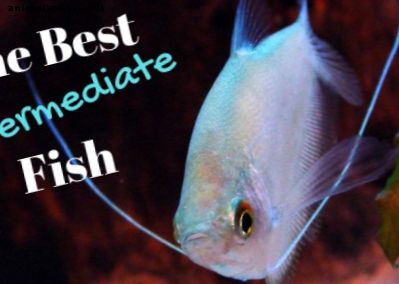 Den bästa sötvattensfisken på mellannivå - Fisk & akvarier