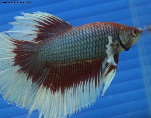 Klaasisurfamine: miks kalad ujuvad klaasi üles ja alla? - Kalad ja akvaariumid