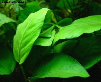 النباتات الحية مقابل النباتات المائية للأحياء المائية: أيهما أفضل؟