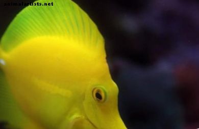 Kalat ja akvaariot - Kuinka huolehtia keltaisesta tangoista: säiliön koko, ruokavalio ja paljon muuta