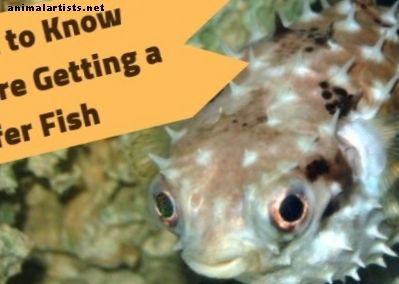 Co powinieneś wiedzieć przed uzyskaniem rozdymka z jeżatki - Ryby i akwaria