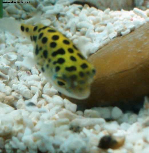 Green Spotted Puffer Fish Care, Fôring og Tankoppsett - Fisk og akvarier